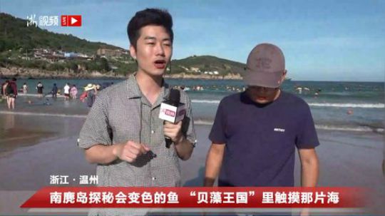 南麂岛探秘会变色的鱼 2019-07-23 16点场