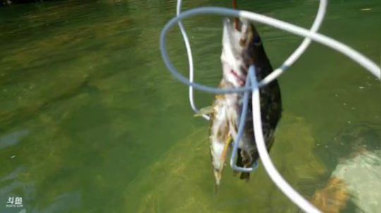 盘老二？？熬就完事。 2019-07-24 14点场