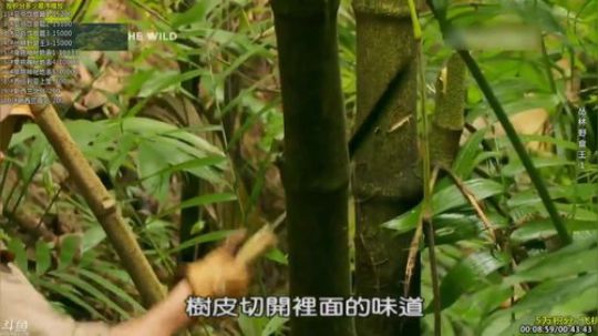 户外遛狗王飞哥发布了一个斗鱼视频2019-07-25