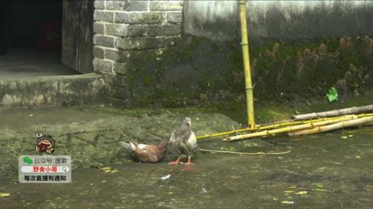 哆啦爱梦梦发布了一个斗鱼视频2019-07-27