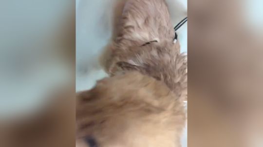 狗狗都要做SPA 我都没有做过