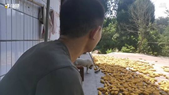 萝老师真香警告