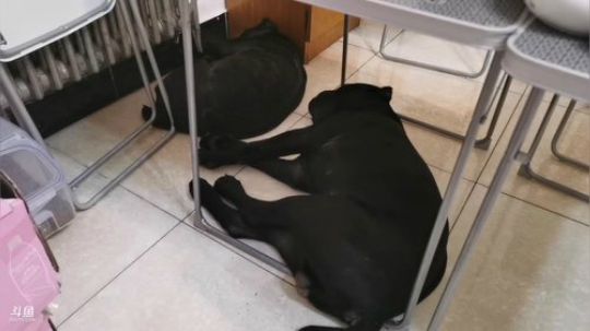 铁血丶苟且君发布了一个斗鱼视频2019-07-29