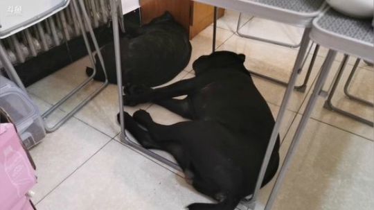 一生守护铁公鸡发布了一个斗鱼视频2019-07-29