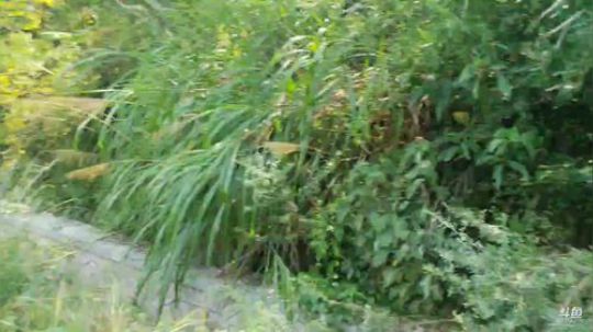 讲个笑话今天钓甲鱼 2019-07-30 11点场