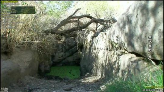 户外遛狗王飞哥发布了一个斗鱼视频2019-08-01