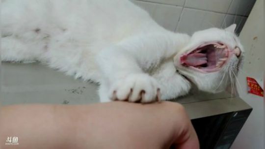 ❤ 回苏州了，随缘直播～❤ 2019-08-05 01点场