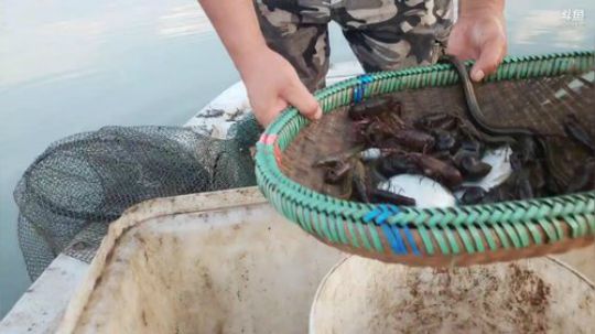 洪湖小肖	直播间 2019-08-06 18点场