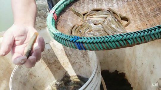 洪湖小肖	直播间 2019-08-06 11点场