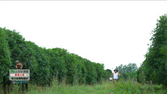 我在斗鱼看野食小哥直播美食