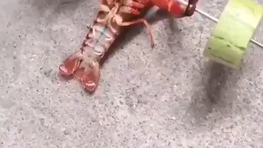 用户69090070发布了一个斗鱼视频2019-08-08