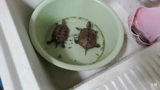 我在斗鱼看刘灶灶直播户外