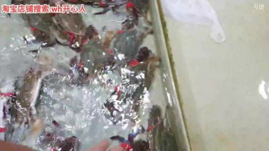 西北老狼哥哥发布了一个斗鱼视频2019-08-09