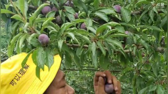 我在斗鱼看黑哥户外直播乡野