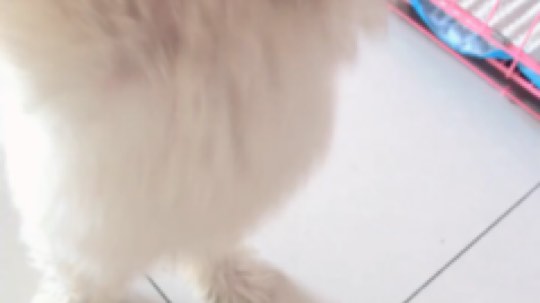 [流汗]破产的我，家里还有个小吃货，2斤狗粮一个月没坚持住，