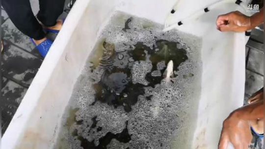 科头溜子发布了一个斗鱼视频2019-08-13
