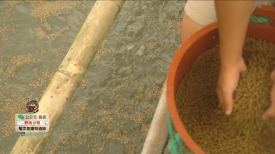 我在斗鱼看野食小哥直播美食