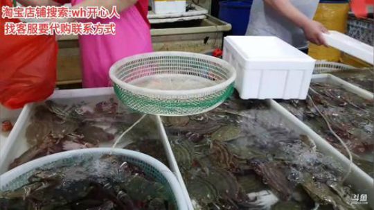 西北老狼哥哥发布了一个斗鱼视频2019-08-15