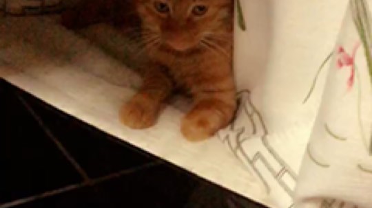 老杨宠溺小咩咩发布了一个斗鱼视频2019-08-16