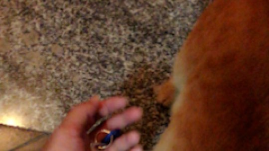 老杨宠溺小咩咩发布了一个斗鱼视频2019-08-16