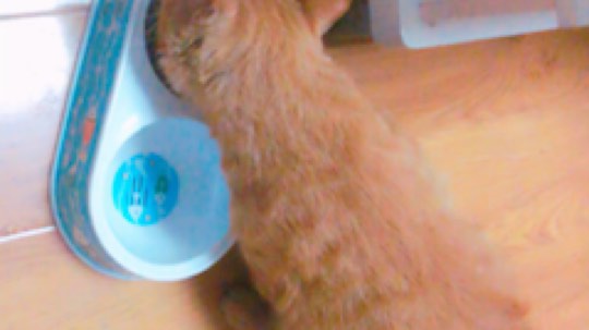 老杨宠溺小咩咩发布了一个斗鱼视频2019-08-16