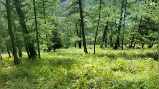 【浪迹直播】第二集，大美新疆喀纳斯 2019-08-16 16点场