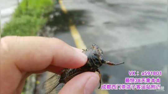 我在斗鱼看主播宋师傅直播汽车