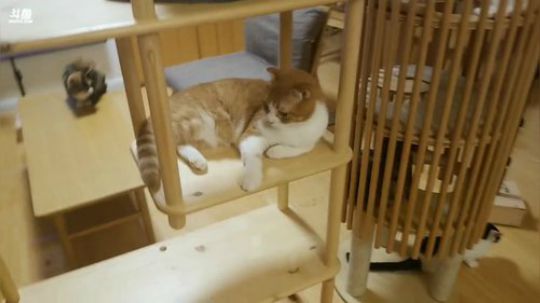 我在斗鱼看猫粮战士直播户外