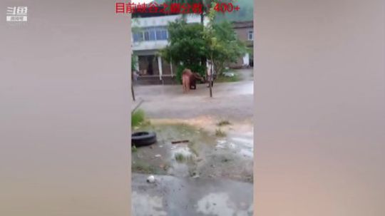 地表最强提莫，回归王者了奥 2019-08-23 18点场