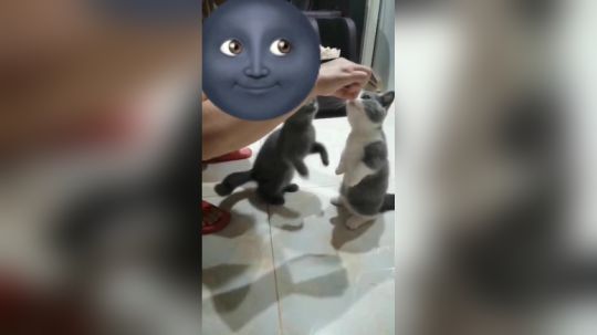 武艺高强的猫猫