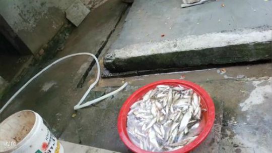 5s终极神器搞鱼货 2019-08-24 14点场