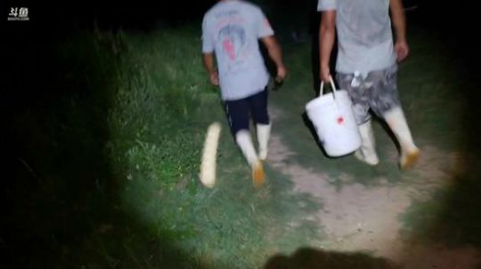 出货出货（麻鳝） 2019-08-23 20点场