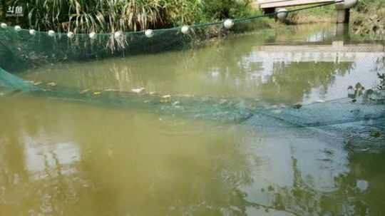 5s终极神器搞鱼货 2019-08-24 12点场