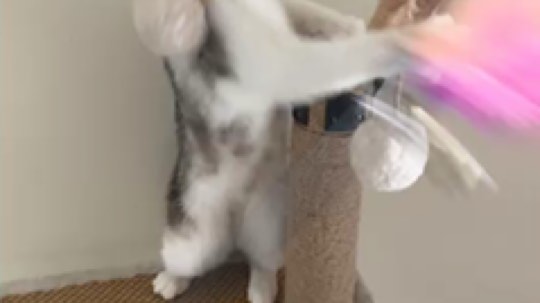 请叫我呸呸呸丶发布了一个斗鱼视频2019-08-25