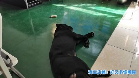 闹闹可遇不可求发布了一个斗鱼视频2019-08-27