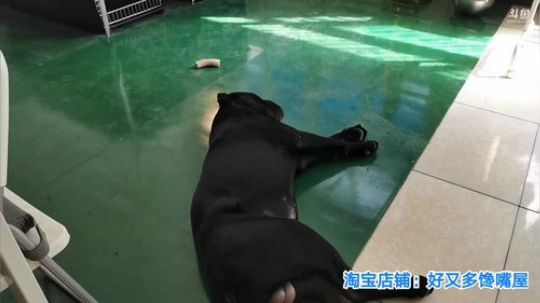 闹闹可遇不可求发布了一个斗鱼视频2019-08-27