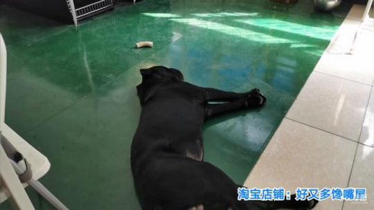闹闹可遇不可求发布了一个斗鱼视频2019-08-27