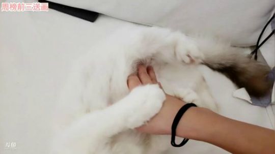 miwu1985发布了一个斗鱼视频2019-08-29