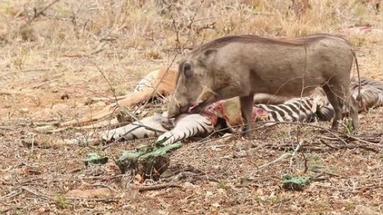 【真吃播】疣猪：今天运气好没被吃，给大家表演个吃斑马