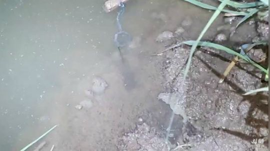 最强视角王者钓麻鳝 2019-08-31 20点场