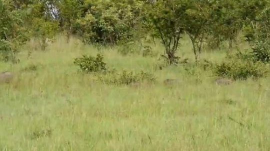 【真吃播】 疣猪一家正在散步，被花豹偷袭猎杀了疣猪宝宝