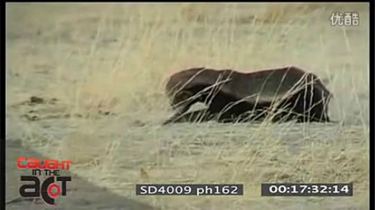 郊区王者平头哥---就是这么蛮横 说了留平头的不要惹！1