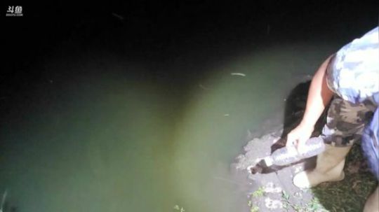 最强视角王者钓麻鳝 2019-08-31 20点场