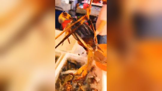 不要问我今天为什么鸽了，全在视频里了