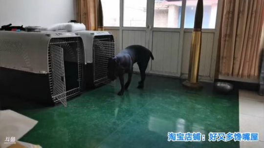 丿Good丶发布了一个斗鱼视频2019-09-04