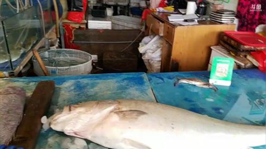 丿Good丶发布了一个斗鱼视频2019-09-04