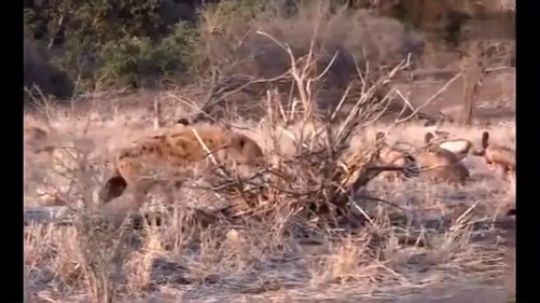 郊区王者平头哥---就是这么蛮横 说了留平头的不要惹！5