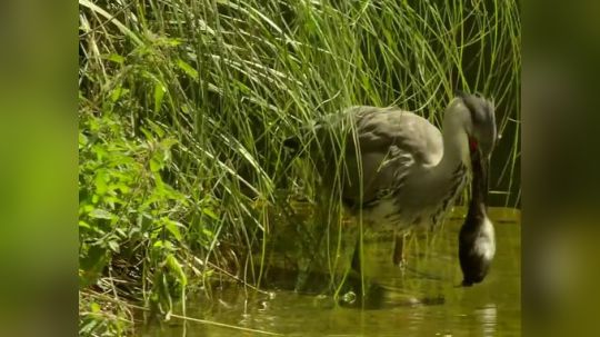 【真吃播】目睹小鸭被活吃的的母鸭成了蓝鹭的下一道菜