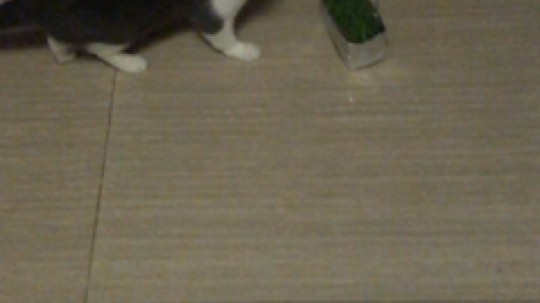 种什么猫草？有什么用啊？
蛇门老将大能猫送的猫草，说种了给路