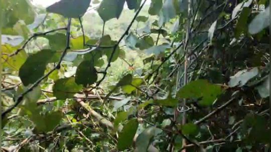科头溜子发布了一个斗鱼视频2019-09-07
